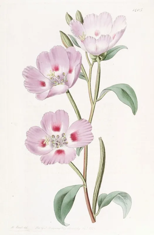 The Spotted Blush Oenothera Wall Art by Sydenham Edwards - High-Resolution Digital Print