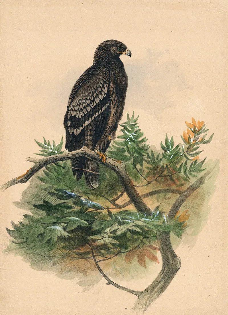 The Spotted Eagle Wall Art by Joseph Wolf - High-Resolution Digital Print