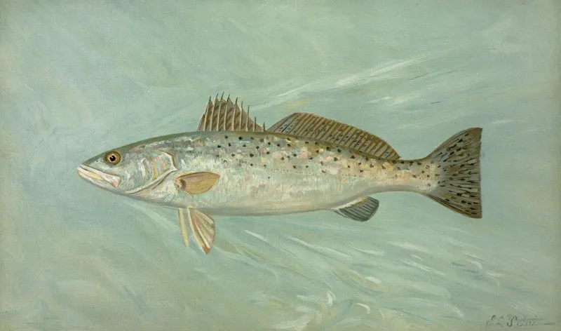 The Spotted Sea Trout Cynoscion Maculatum Wall Art by John L. Petrie - High-Resolution Digital Print