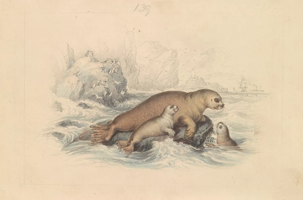 The Steller Sea Lion Wall Art by James Stewart - High-Resolution Digital Print