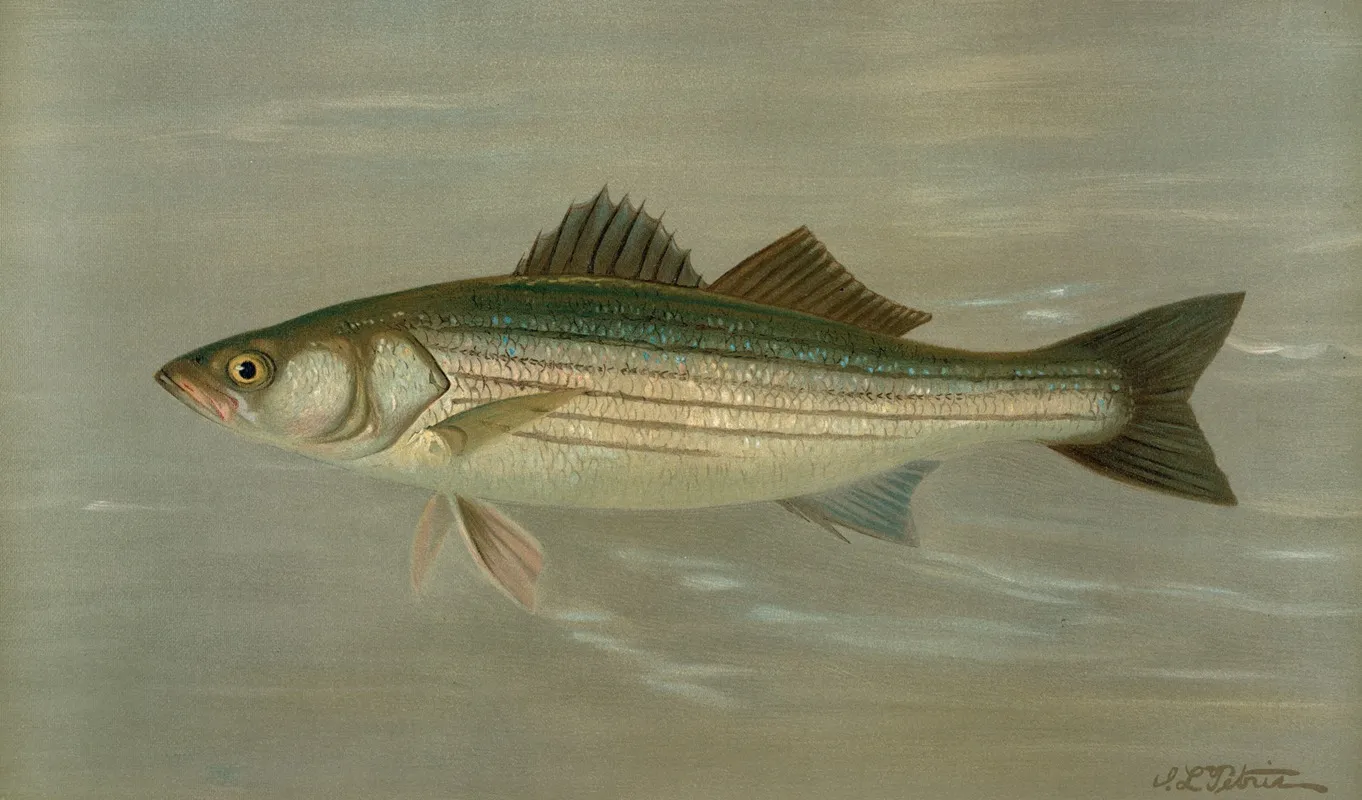 The Striped Bass Roccus Lineatus Wall Art by John L. Petrie - High-Resolution Digital Print