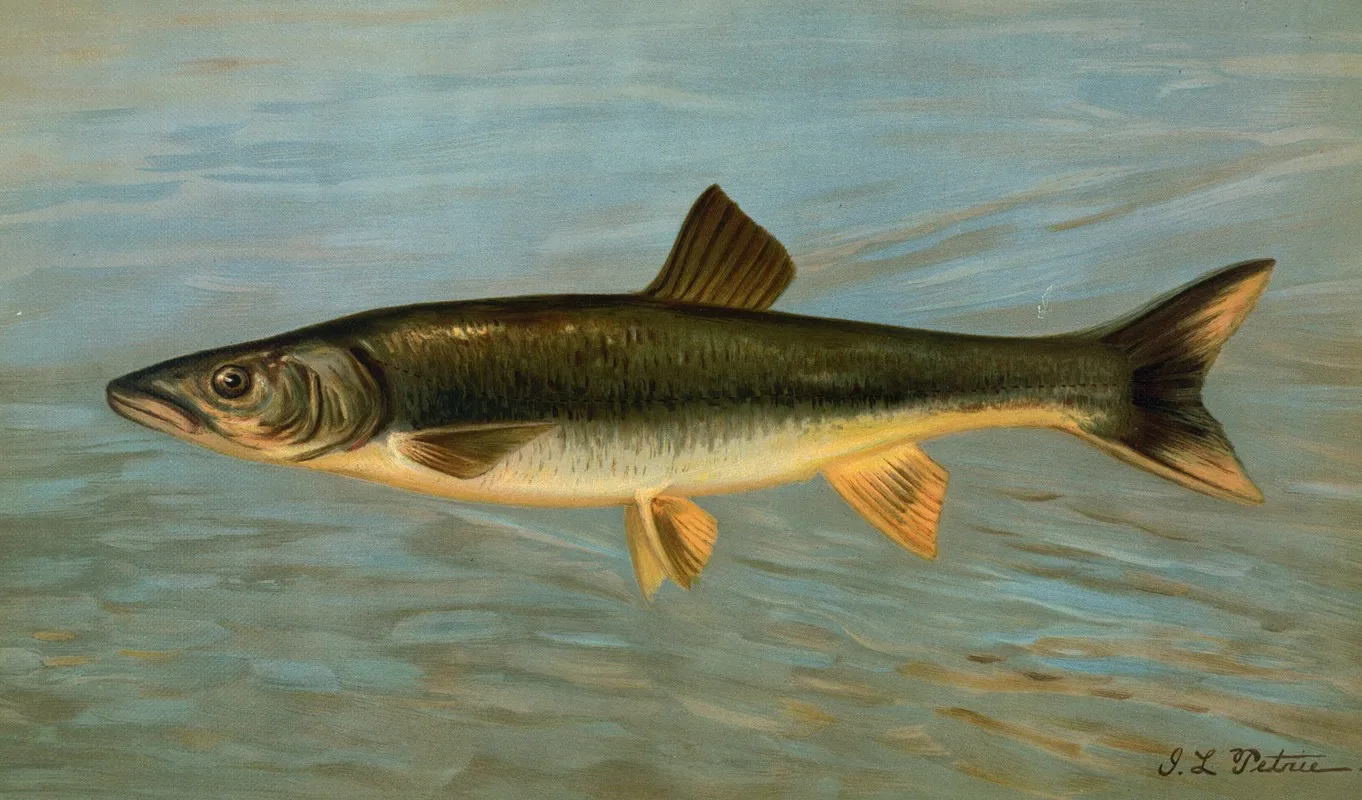 The Striped Mullet Mugil Brasiliensis Wall Art by John L. Petrie - High-Resolution Digital Print