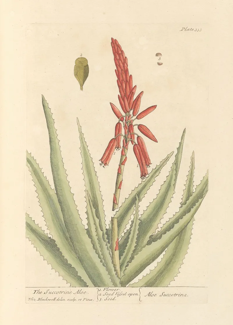 The Succotrine Aloe Wall Art by Elizabeth Blackwell - High-Resolution Digital Print