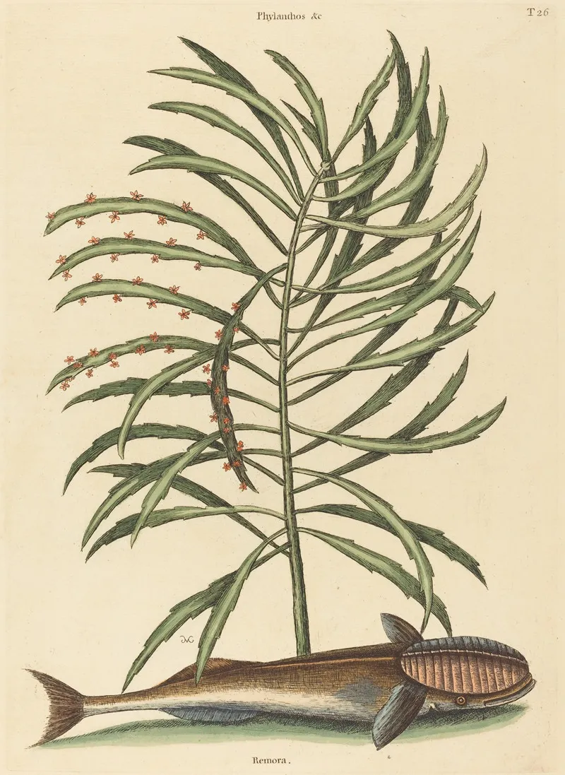 The Sucking Fish Echeneis Naucratis Wall Art by Mark Catesby - High-Resolution Digital Print