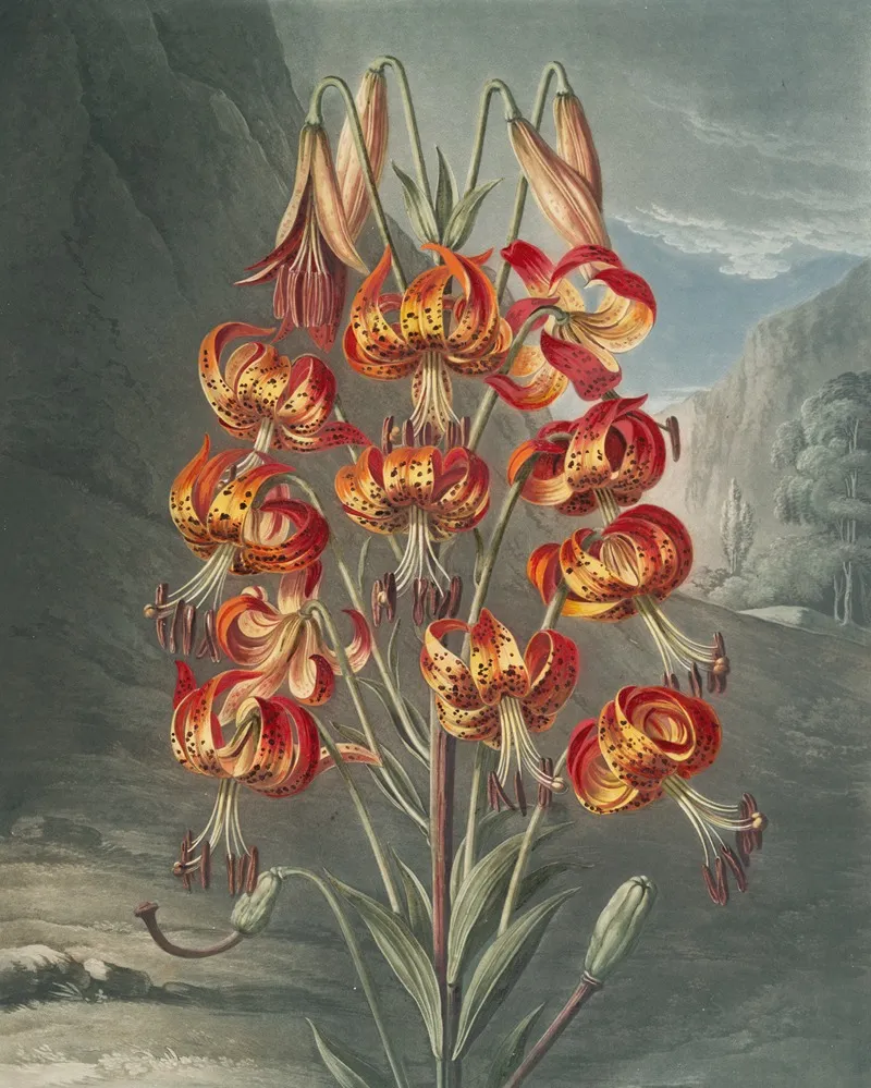 The Superb Lily 2 Wall Art by Robert John Thornton - High-Resolution Digital Print