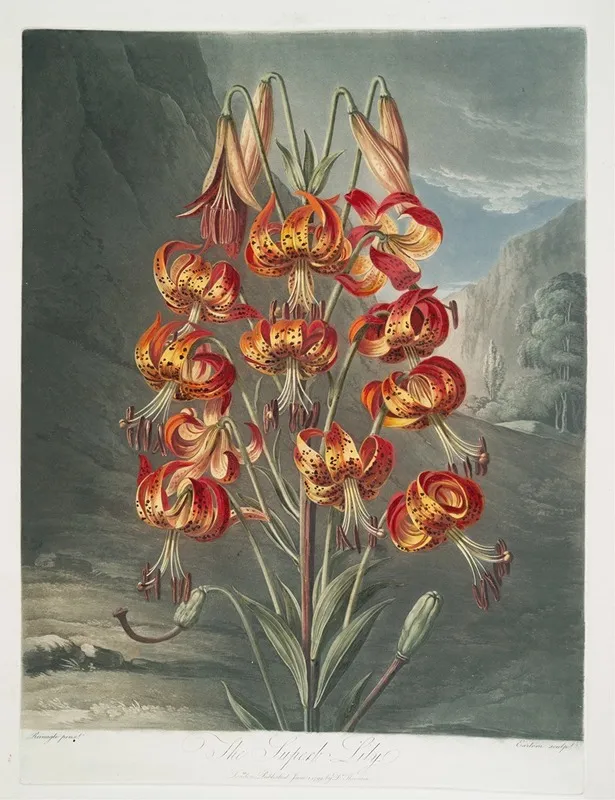 The Superb Lily Wall Art by Robert John Thornton - High-Resolution Digital Print