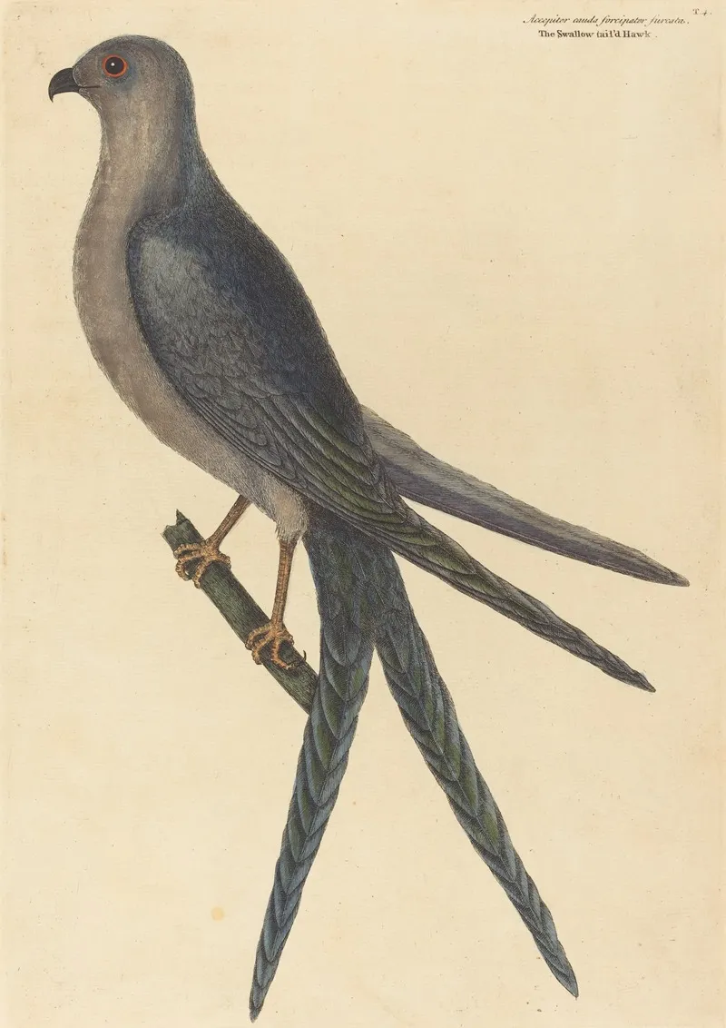 The Swallow Tail Hawk Falco Furcatus Wall Art by Mark Catesby - High-Resolution Digital Print