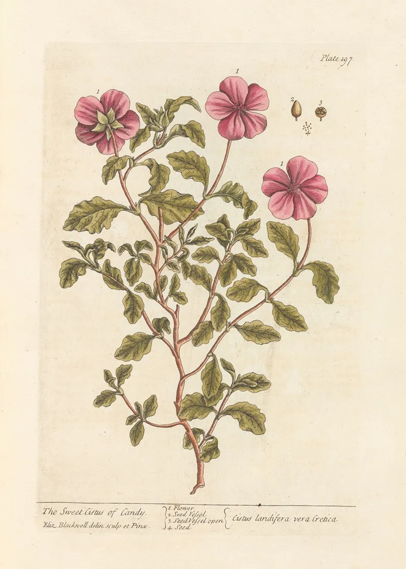 The Sweet Cistus Of Candy Wall Art by Elizabeth Blackwell - High-Resolution Digital Print