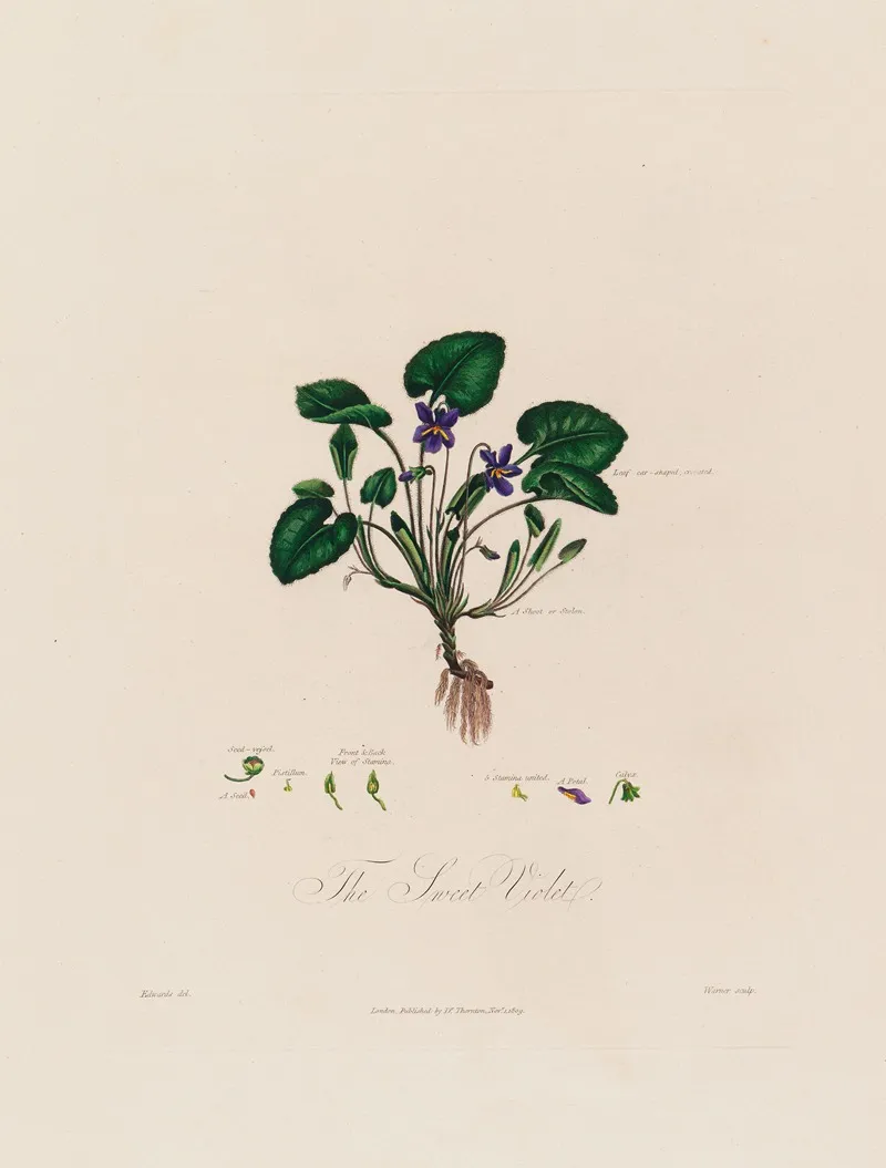 The Sweet Violet Wall Art by Robert John Thornton - High-Resolution Digital Print