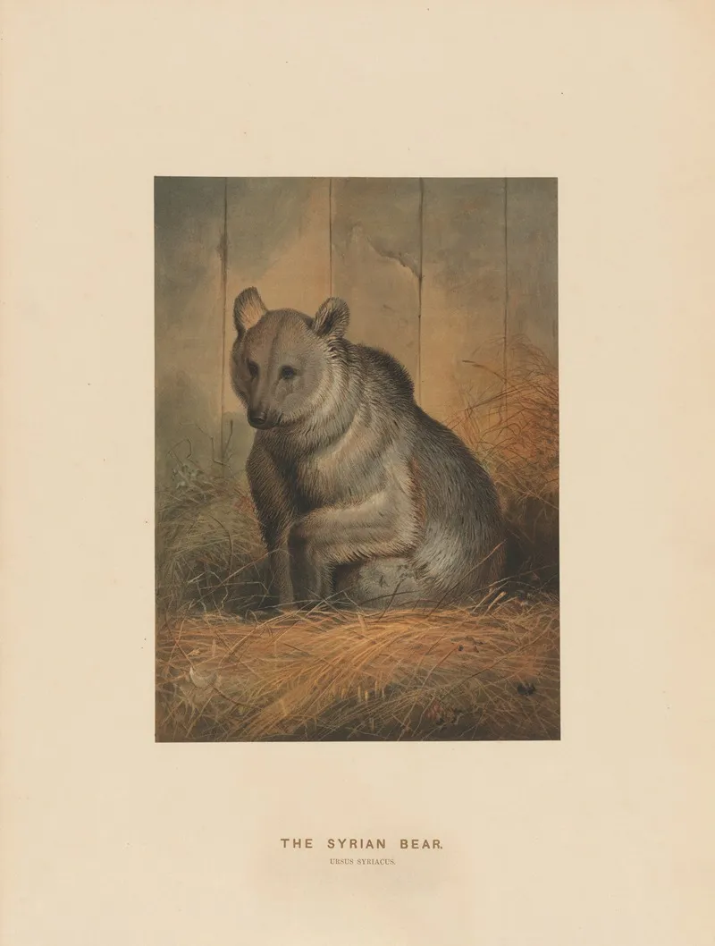 The Syrian Bear 2 Wall Art by Joseph Wolf - High-Resolution Digital Print