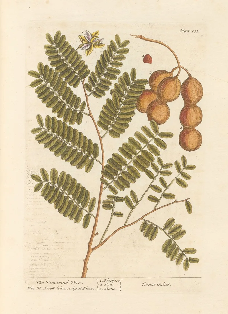 The Tamarind Tree Wall Art by Elizabeth Blackwell - High-Resolution Digital Print