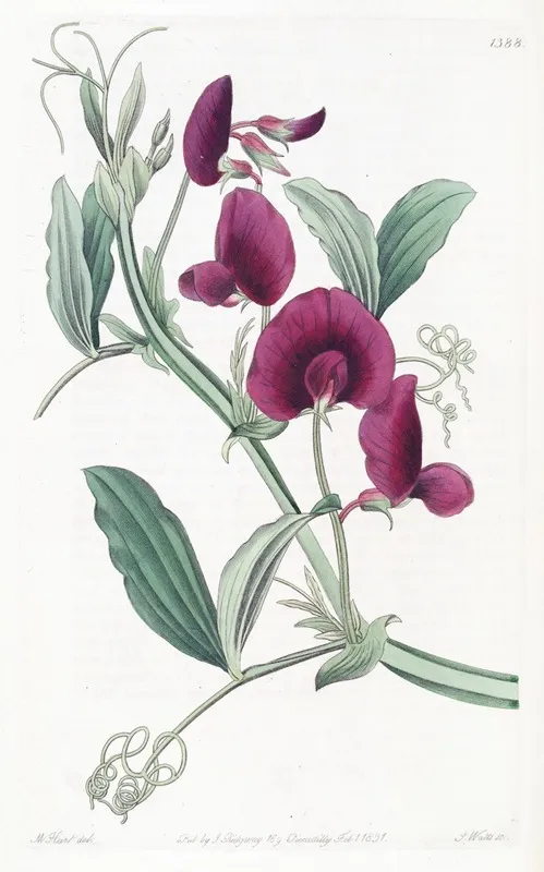 The Tangier Pea Wall Art by Sydenham Edwards - High-Resolution Digital Print