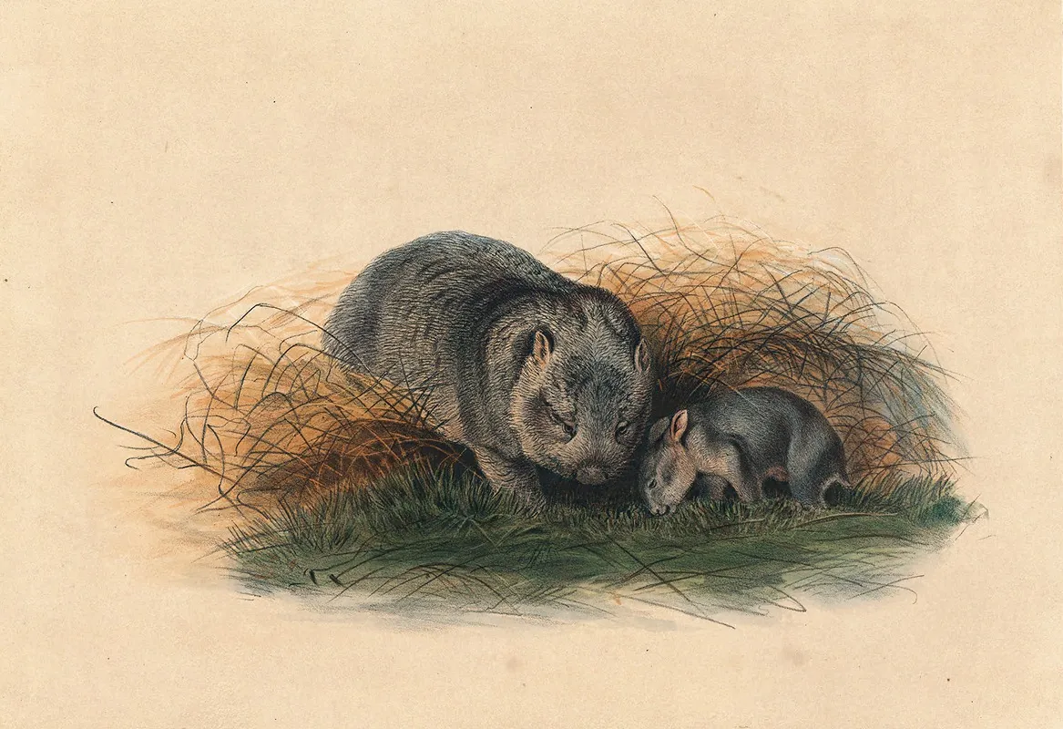 The Tasmanian Wombat Wall Art by Joseph Wolf - High-Resolution Digital Print