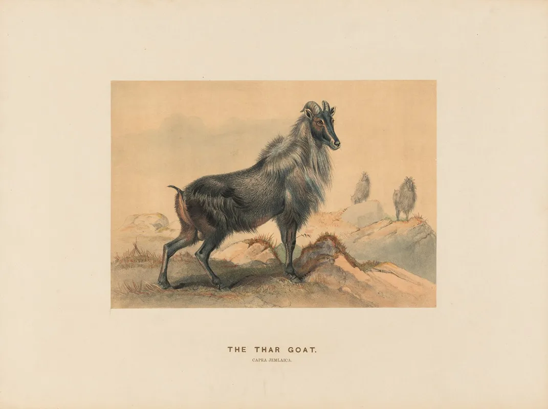 The Thar Goat 2 Wall Art by Joseph Wolf - High-Resolution Digital Print