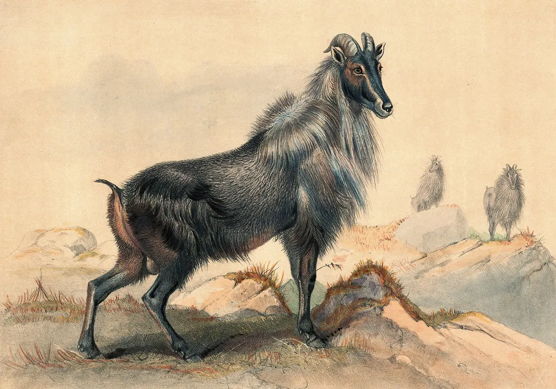 The Thar Goat Wall Art by Joseph Wolf - High-Resolution Digital Print