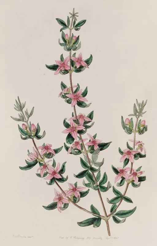 The Three Leaved Boronia Wall Art by Sydenham Edwards - High-Resolution Digital Print