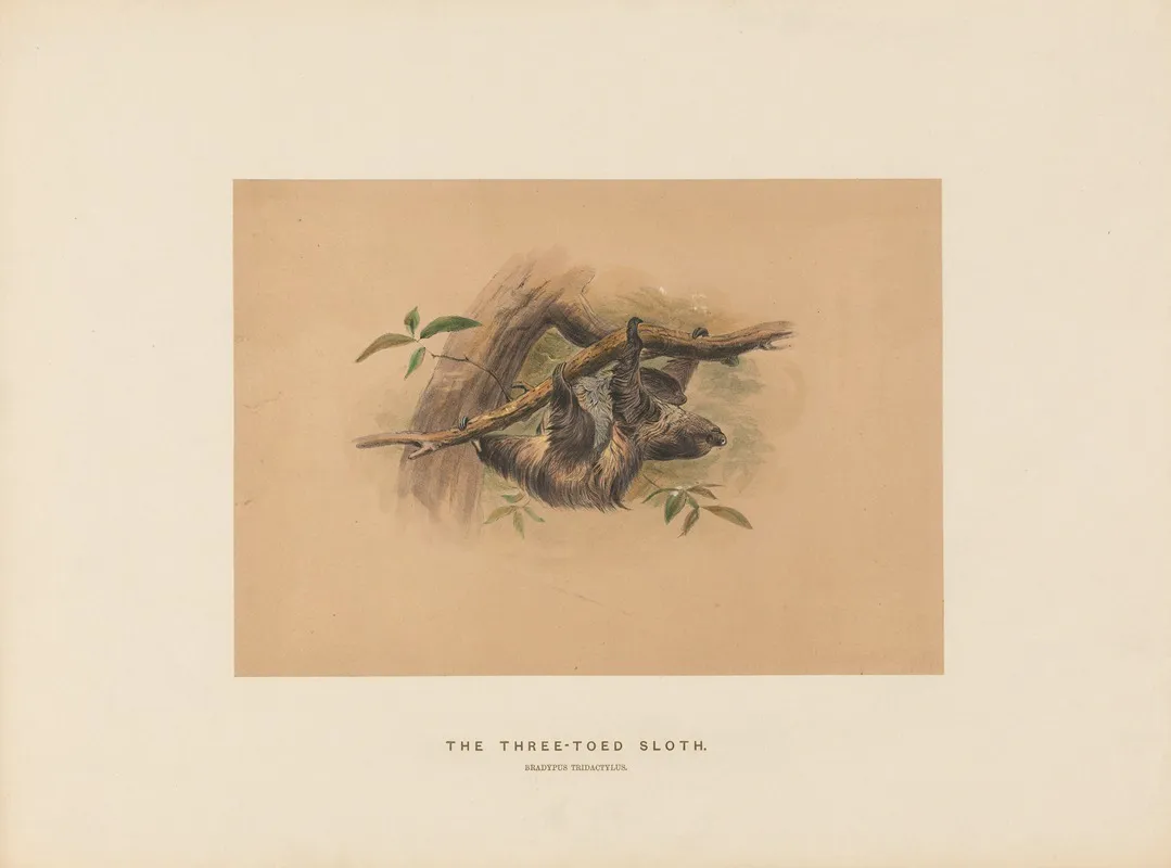The Three Toed Sloth 2 Wall Art by Joseph Wolf - High-Resolution Digital Print