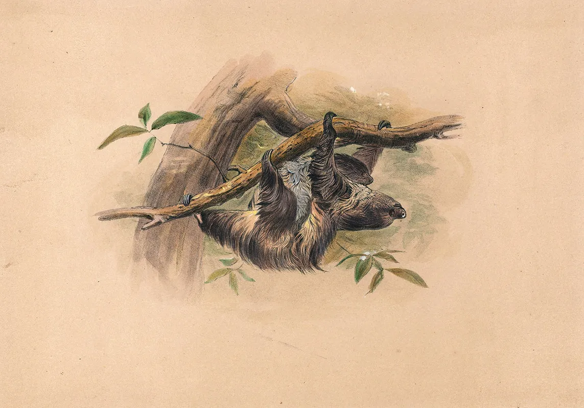 The Three Toed Sloth Wall Art by Joseph Wolf - High-Resolution Digital Print