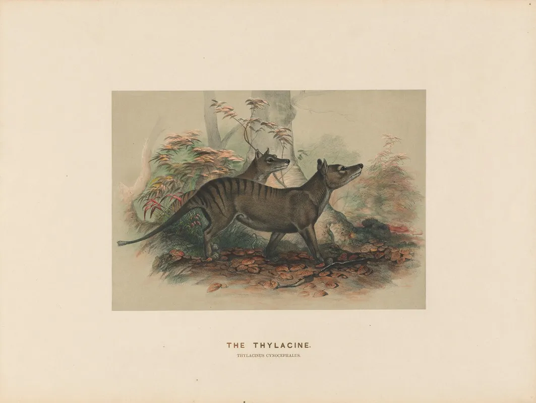 The Thylacine 2 Wall Art by Joseph Wolf - High-Resolution Digital Print