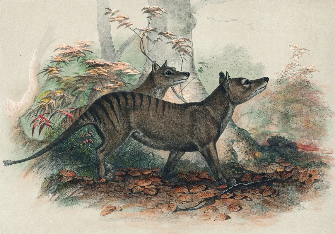 The Thylacine Wall Art by Joseph Wolf - High-Resolution Digital Print