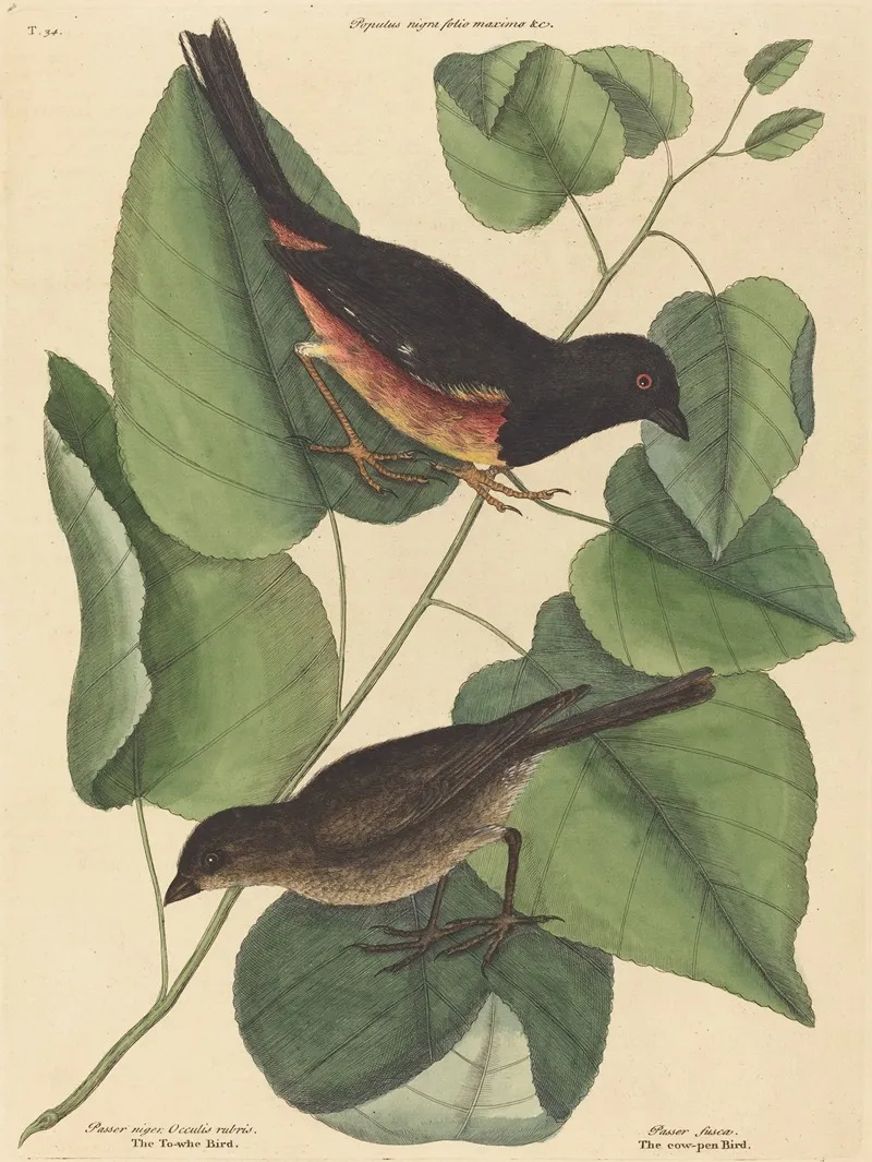 The Towhe Bird Fringilla Erythrophthalma Wall Art by Mark Catesby - High-Resolution Digital Print