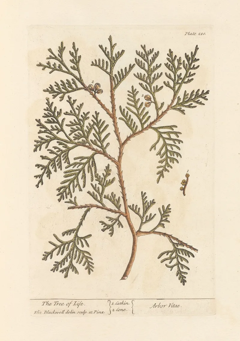 The Tree Of Life 4 Wall Art by Elizabeth Blackwell - High-Resolution Digital Print