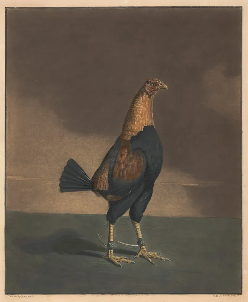 The Trimmd Cock
