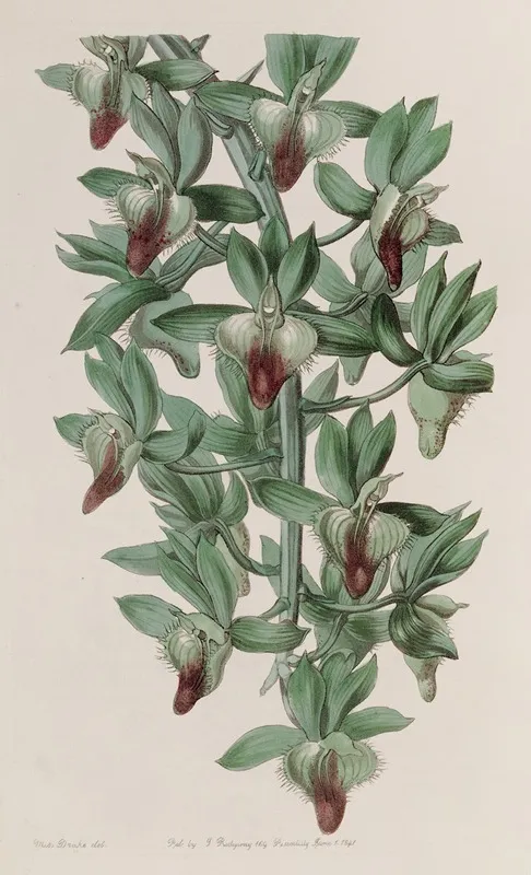 The Trowwl Shaped Feeler Wort Wall Art by Sydenham Edwards - High-Resolution Digital Print