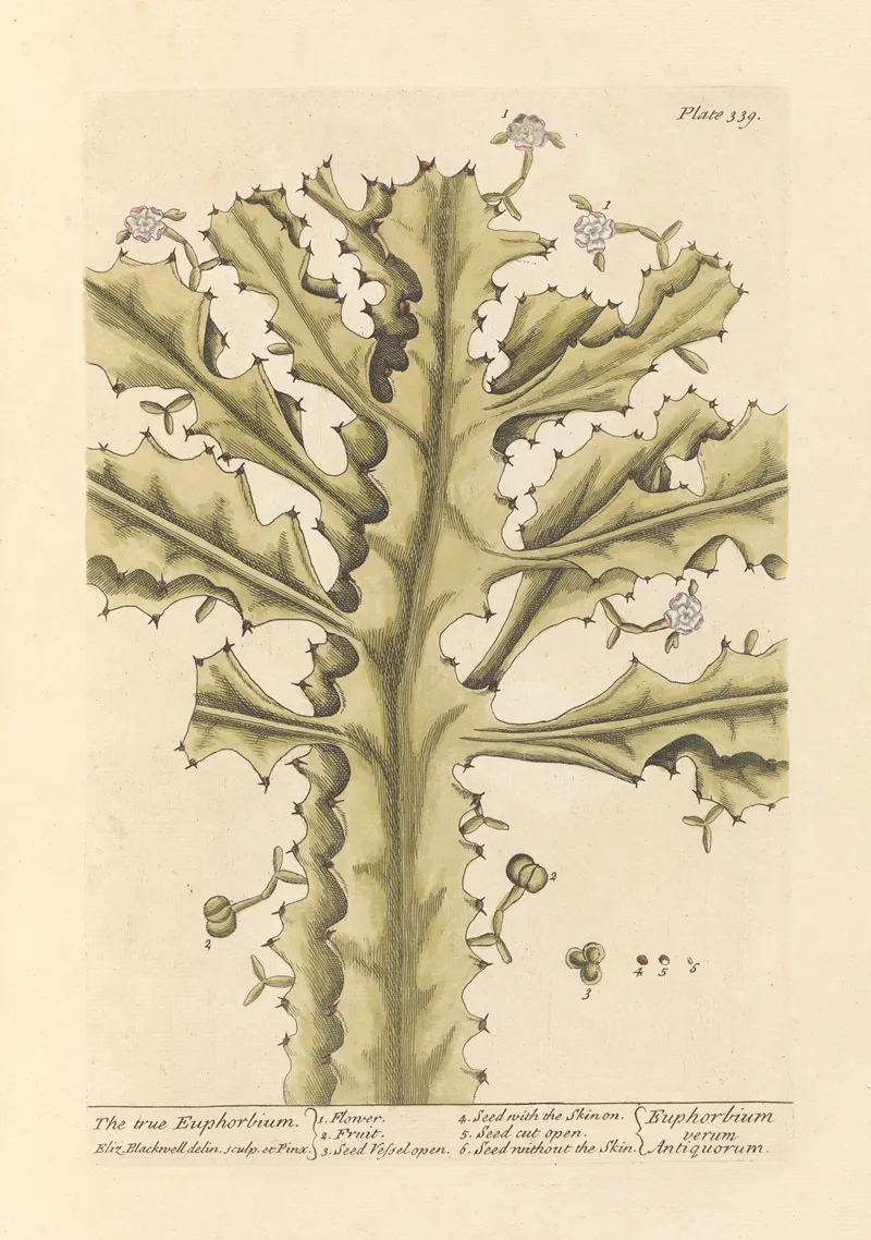 The True Euphorbium Wall Art by Elizabeth Blackwell - High-Resolution Digital Print