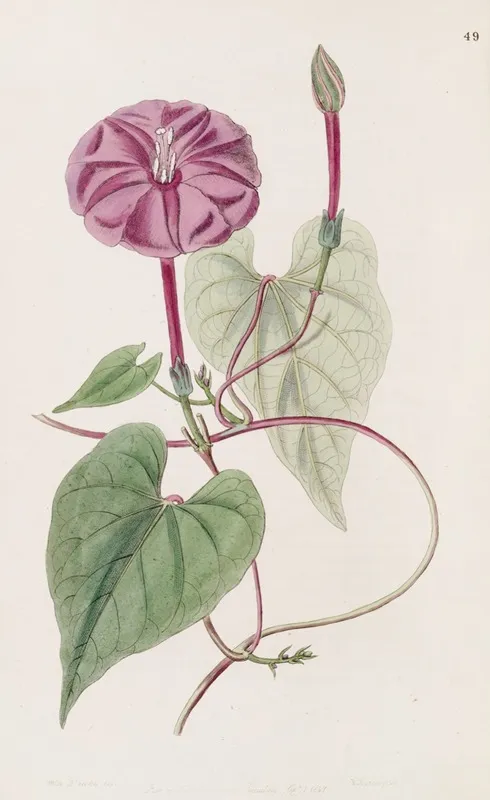 The True Jalap Plant Wall Art by Sydenham Edwards - High-Resolution Digital Print