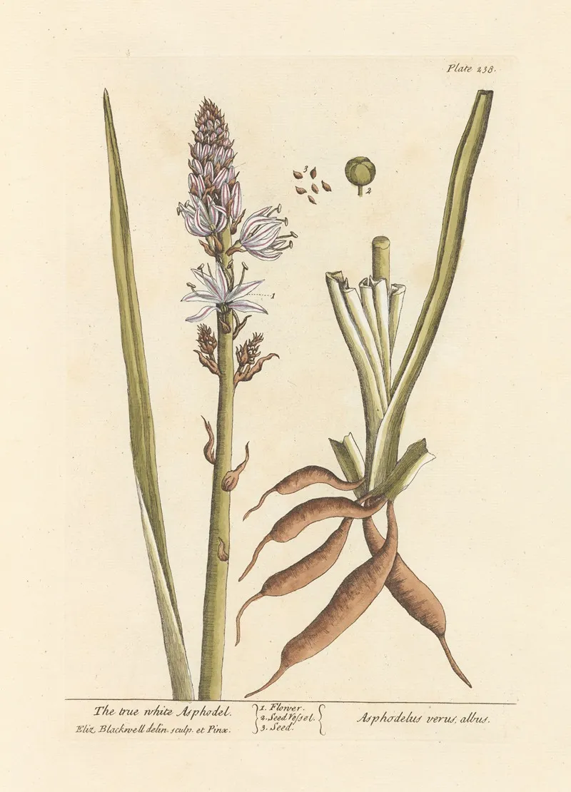 The True White Asphodel Wall Art by Elizabeth Blackwell - High-Resolution Digital Print