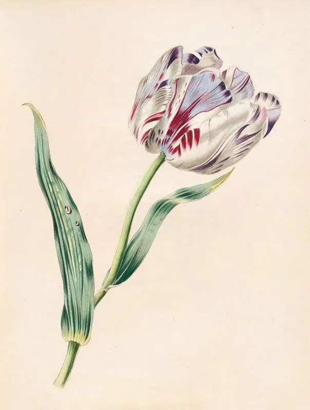 The Tulip Wall Art by James Ackerman - High-Resolution Digital Print