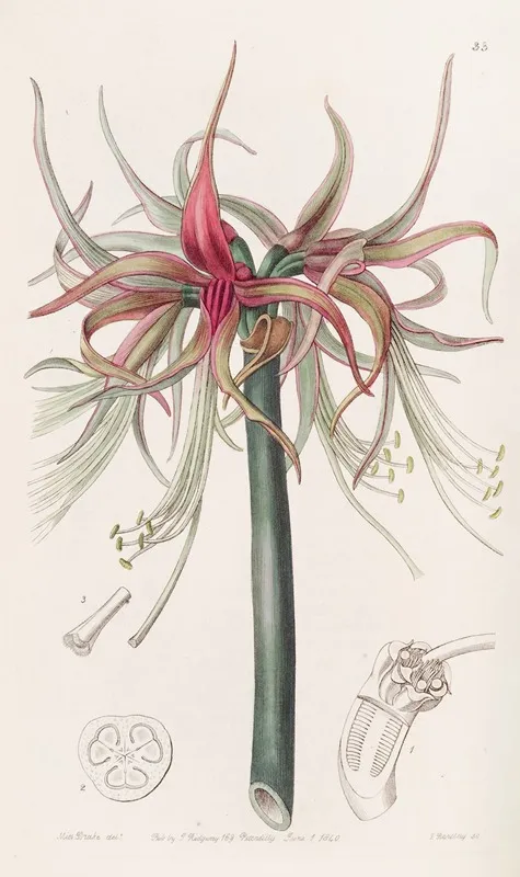 The Tumbler Sprekelia Shorter Flowered Variety Wall Art by Sydenham Edwards - High-Resolution Digital Print