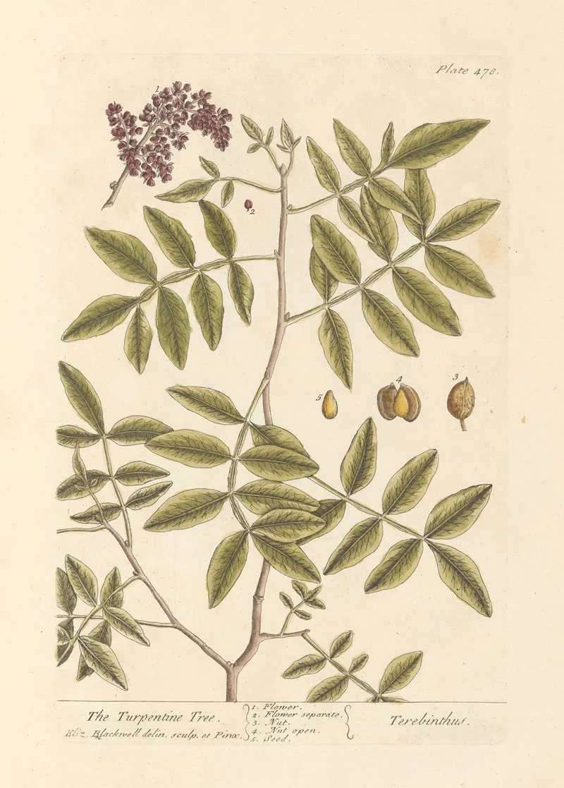The Turpentine Tree Wall Art by Elizabeth Blackwell - High-Resolution Digital Print