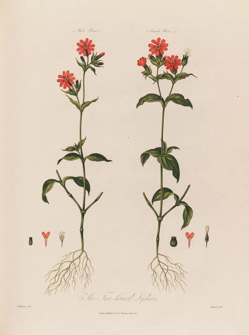 The Two Housed Lychnis Wall Art by Robert John Thornton - High-Resolution Digital Print