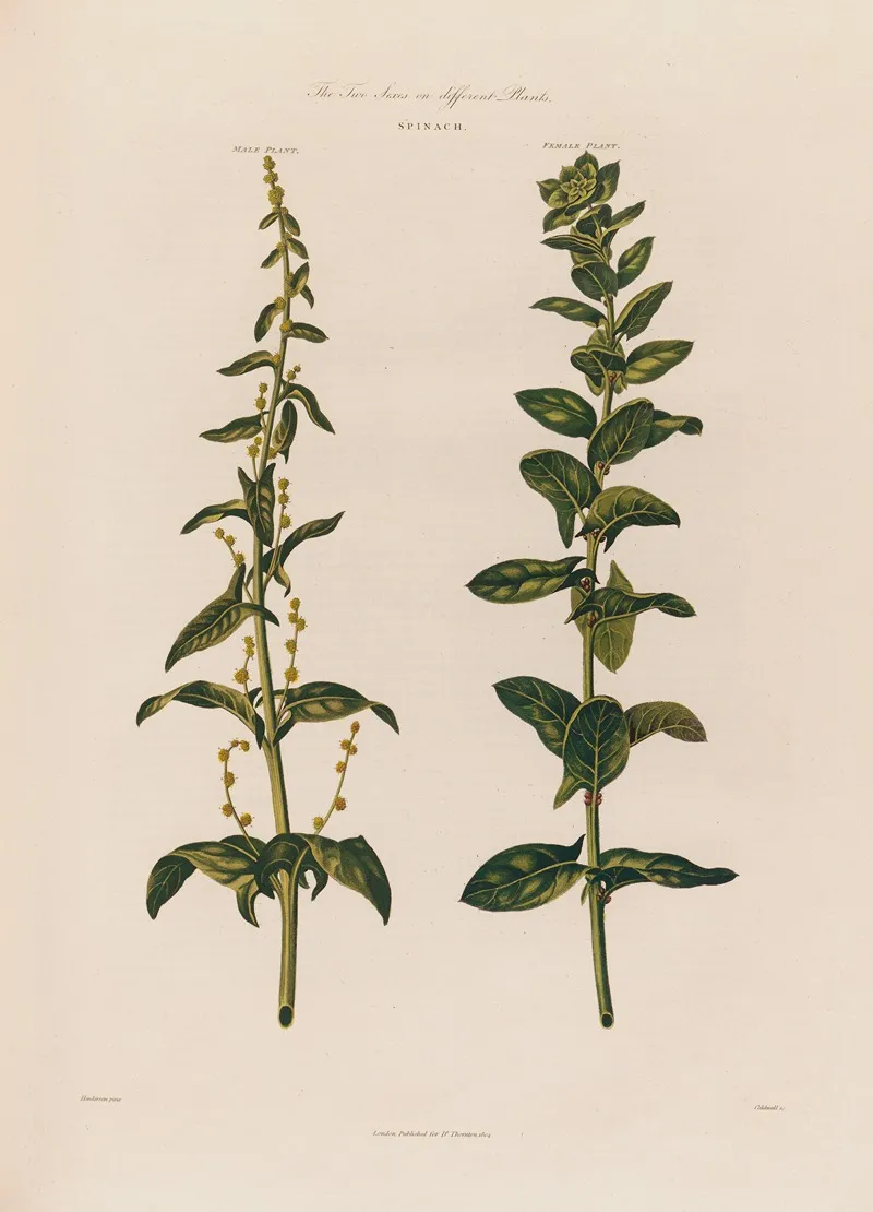 The Two Sexes On Different Plants Spinach Wall Art by Robert John Thornton - High-Resolution Digital Print