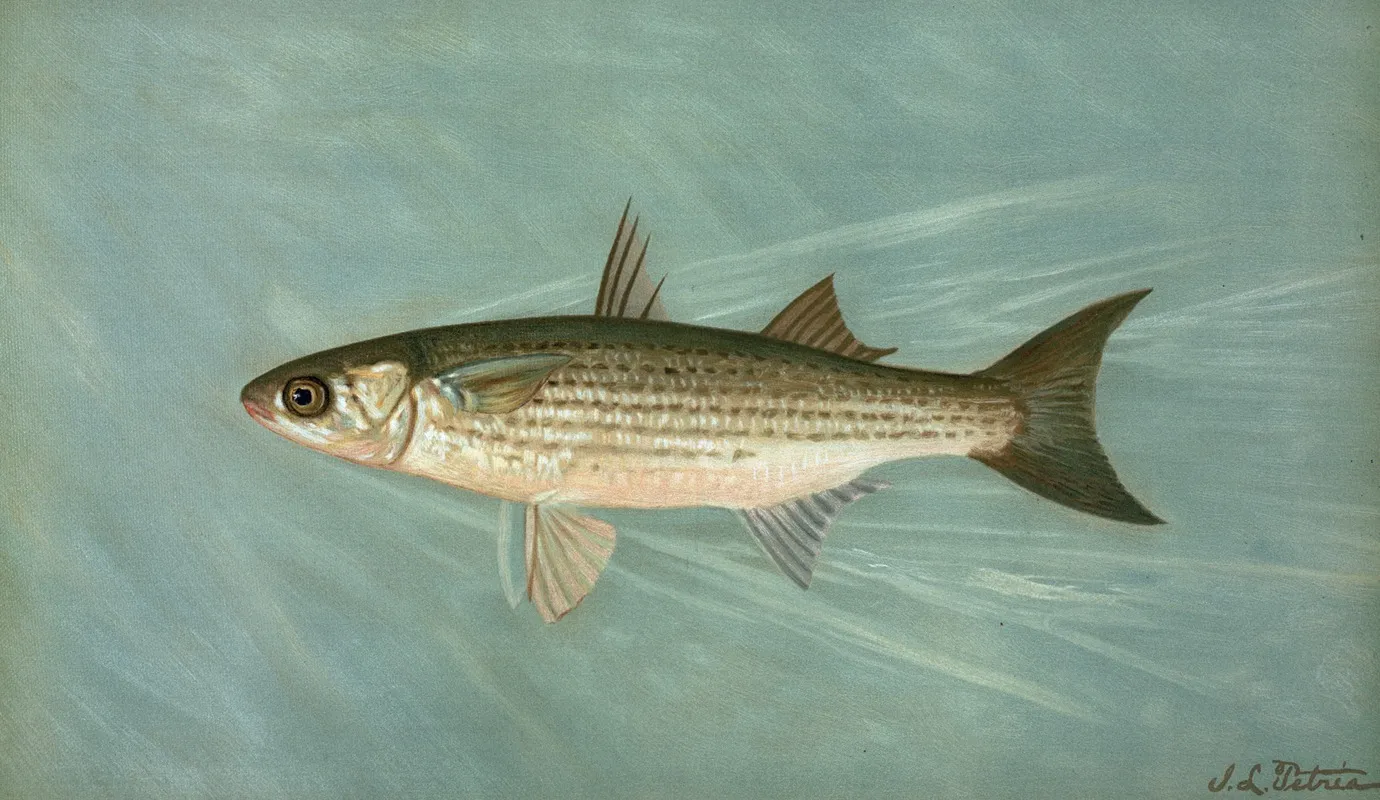 The Unspotted Mascalonge Of Wisconsin Lucius Masquinongy Wall Art by John L. Petrie - High-Resolution Digital Print