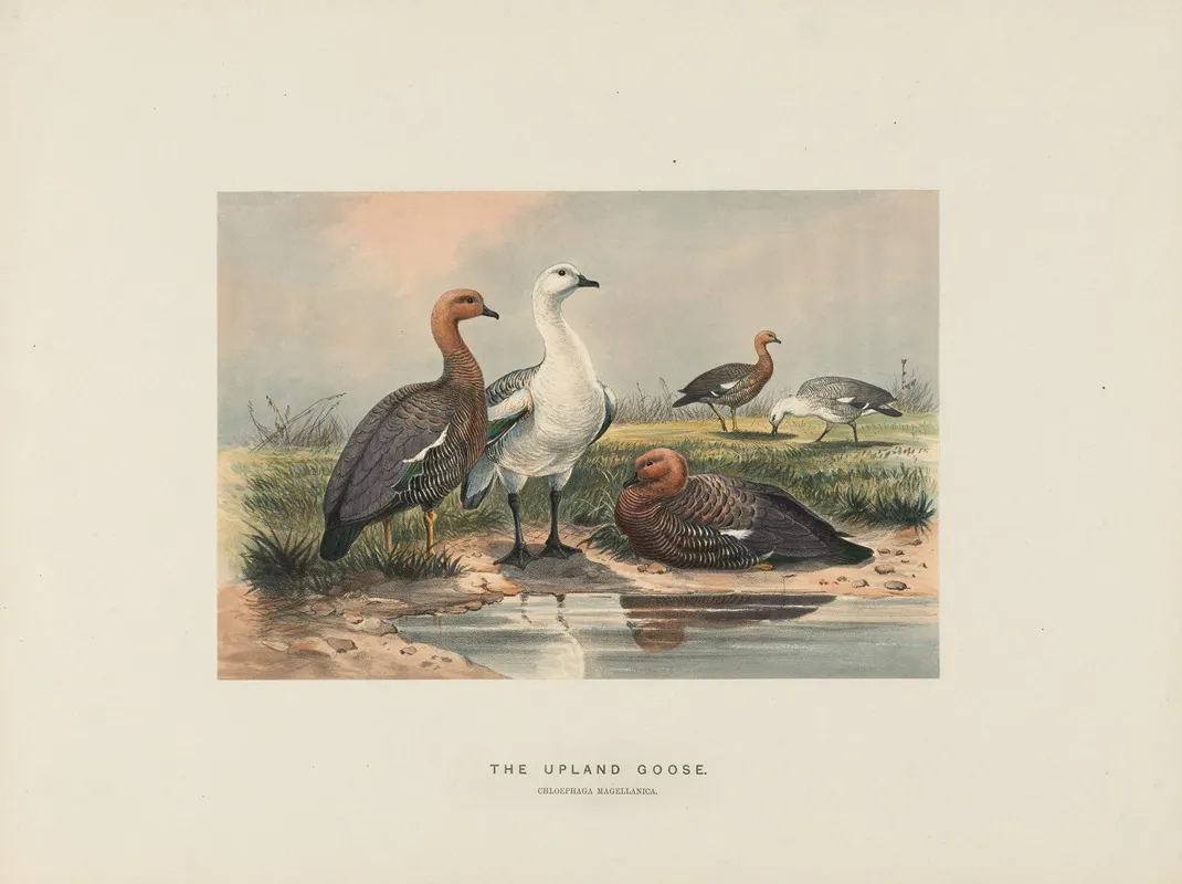 The Upland Goose 2 Wall Art by Joseph Wolf - High-Resolution Digital Print