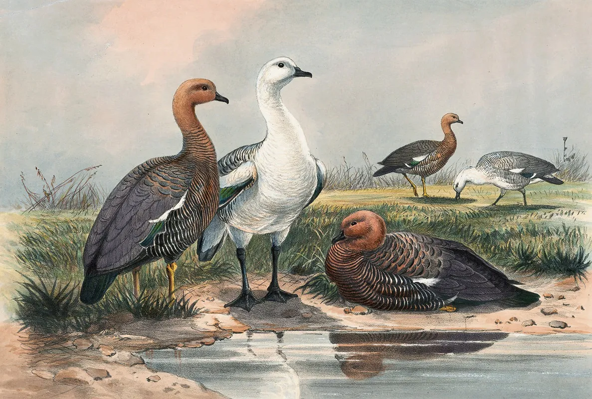 The Upland Goose Wall Art by Joseph Wolf - High-Resolution Digital Print