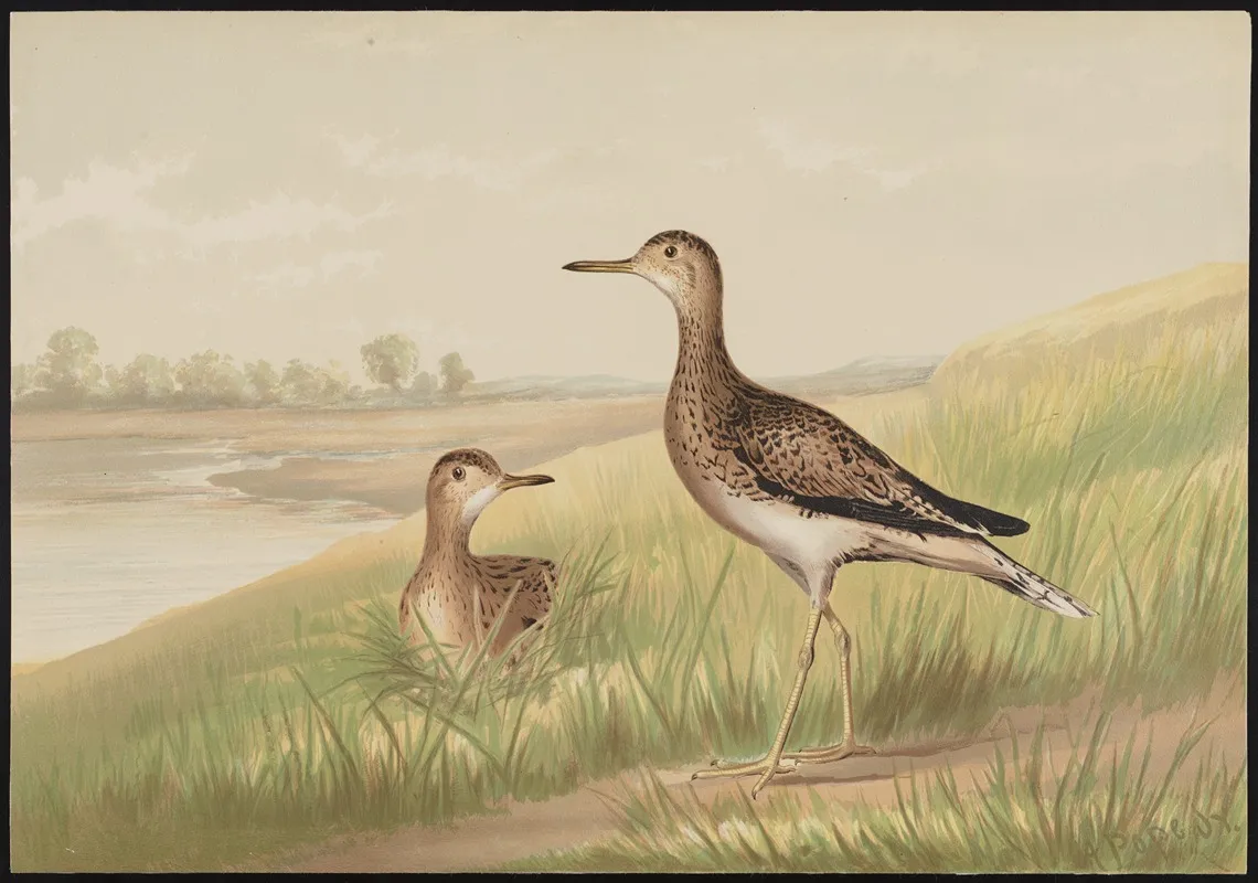 The Upland Plover Actiturus Bartramius Wall Art by Alexander Pope Jr. - High-Resolution Digital Print