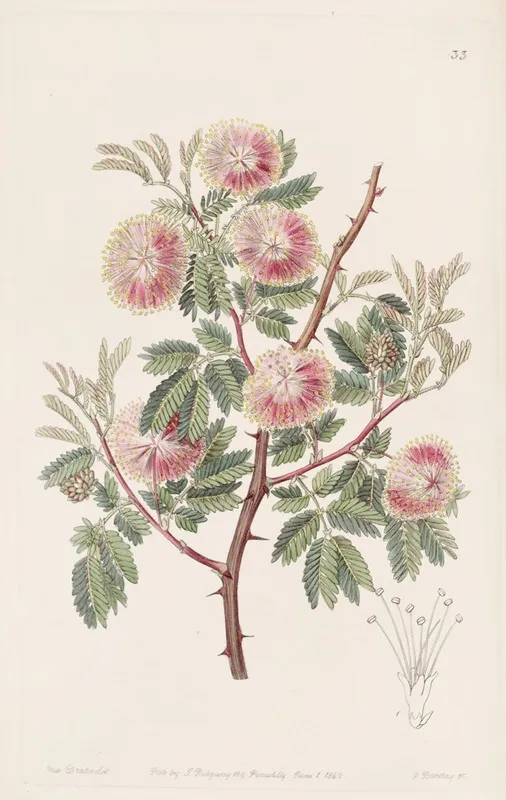 The Uruguay Mimosa Wall Art by Sydenham Edwards - High-Resolution Digital Print