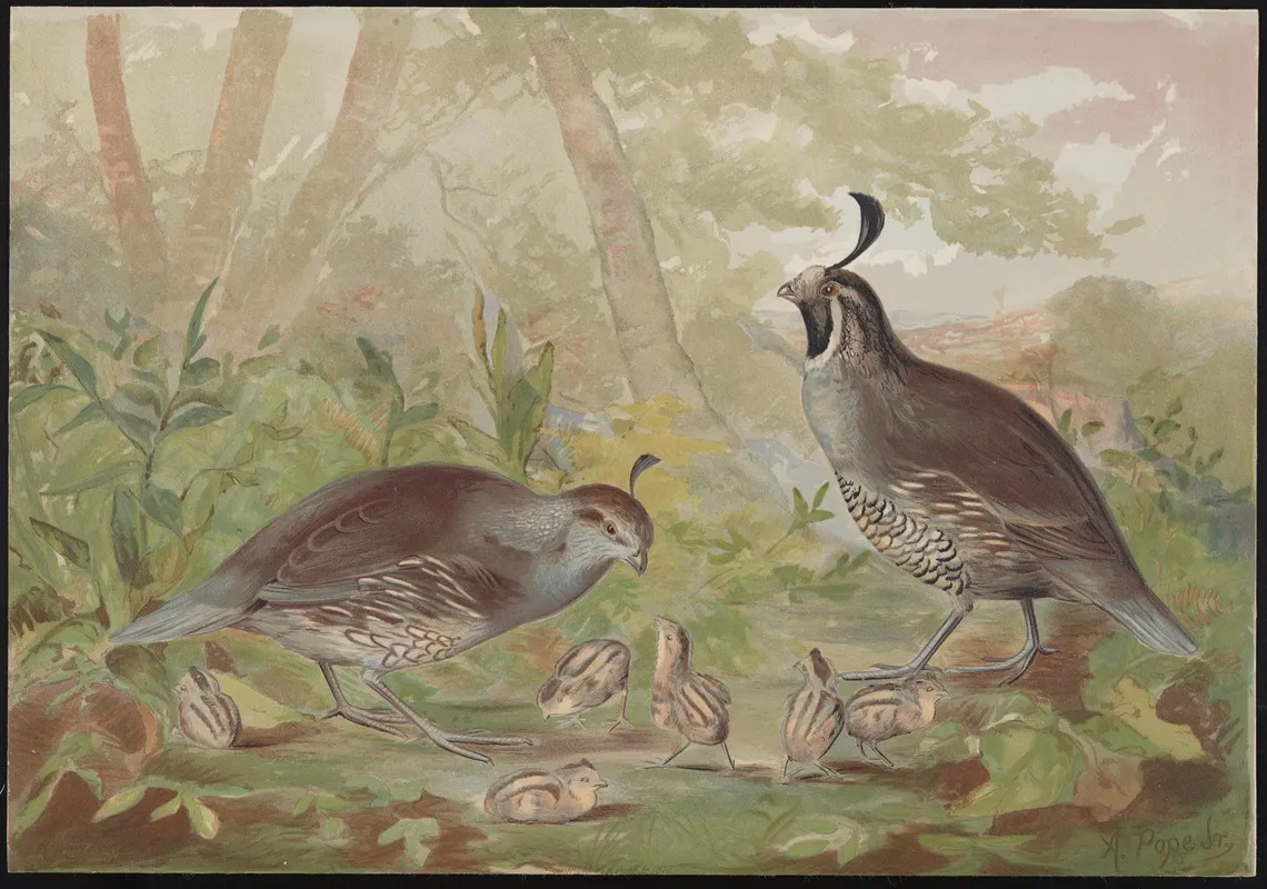 The Valley Quail Lophortyz Californica Wall Art by Alexander Pope Jr. - High-Resolution Digital Print