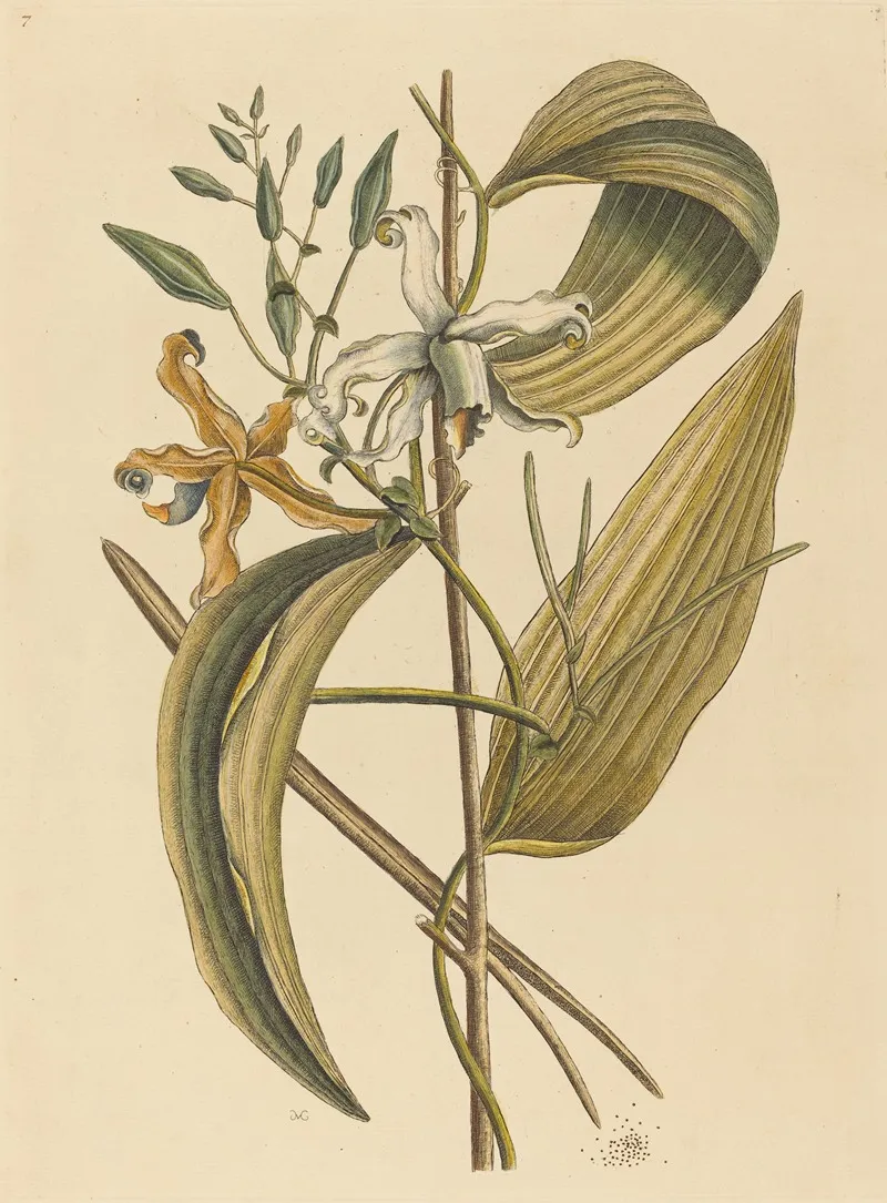 The Vanelloe Epidendrum Vanilla Wall Art by Mark Catesby - High-Resolution Digital Print