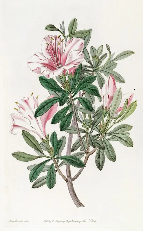 The Variegated Chinese Azalea Wall Art by Sydenham Edwards - High-Resolution Digital Print