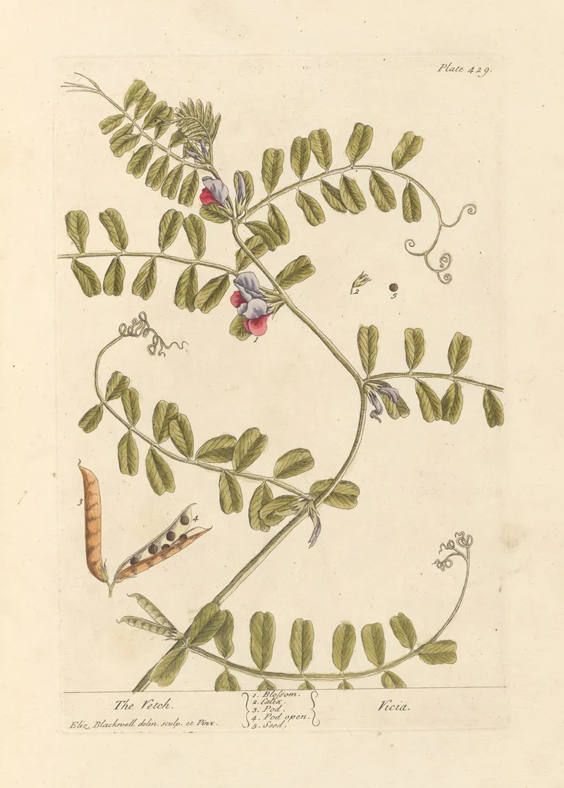 The Vetch Wall Art by Elizabeth Blackwell - High-Resolution Digital Print