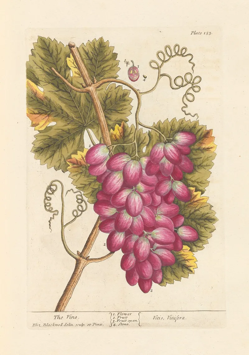 The Vine 2 Wall Art by Elizabeth Blackwell - High-Resolution Digital Print