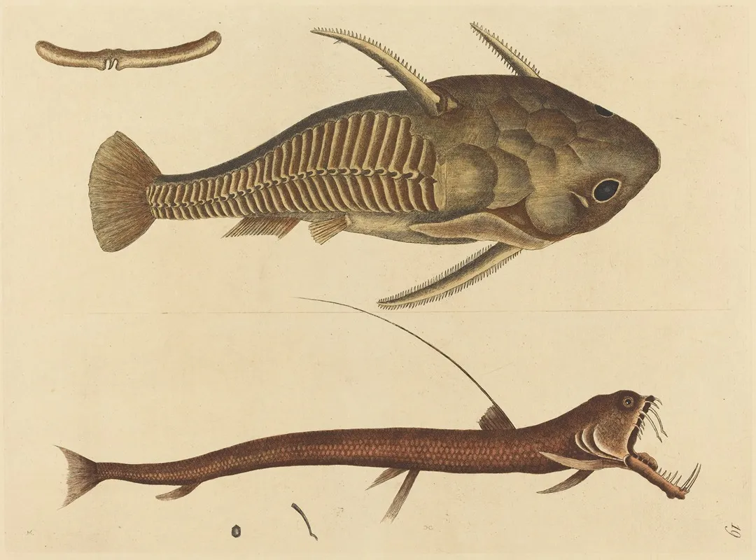 The Viper Mouth Silurus Cataphractus Wall Art by Mark Catesby - High-Resolution Digital Print