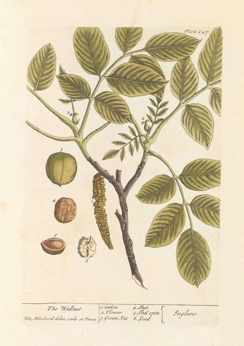 The Wallnut Wall Art by Elizabeth Blackwell - High-Resolution Digital Print