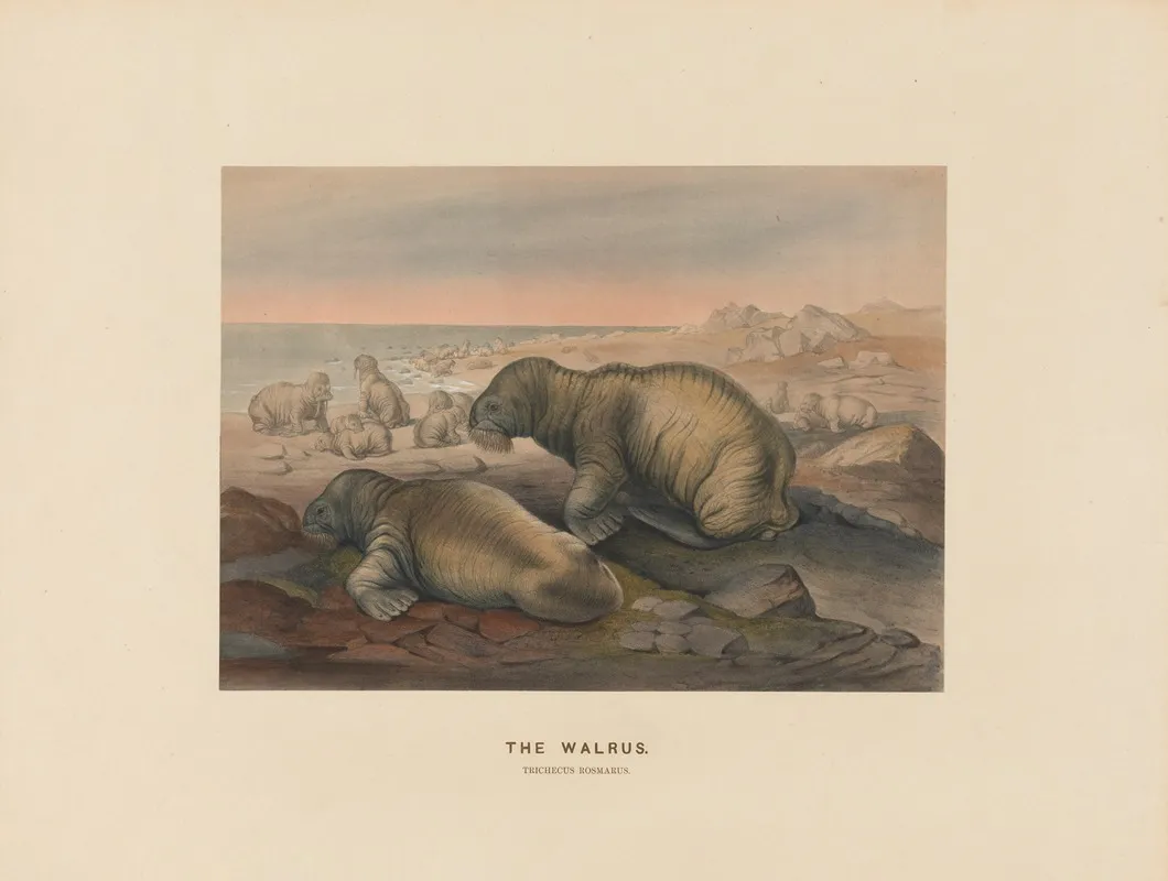 The Walrus 2 Wall Art by Joseph Wolf - High-Resolution Digital Print
