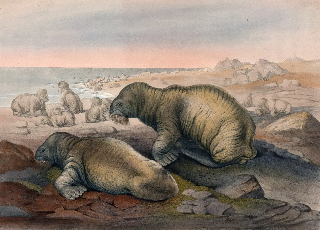 The Walrus Wall Art by Joseph Wolf - High-Resolution Digital Print